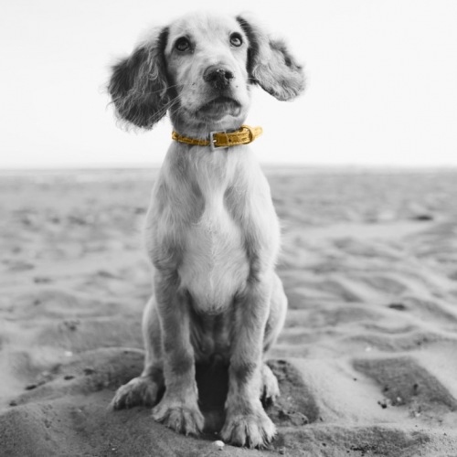 Dog sitting on a beach 